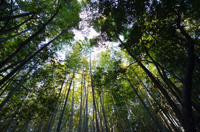 Low angle view of tall trees in the forest