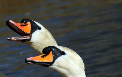 Close-up of a duck