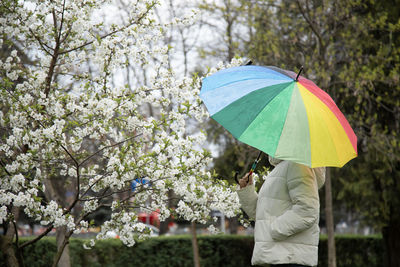 umbrella