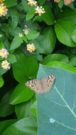 Butterfly perching on leaf