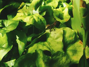 Close-up of insect on leaf