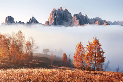 Majestic landscape with autumn trees in misty forest. carpathian, ukraine, europe. beauty world.