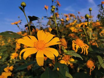 Close-up of yellow flowering plant against sky