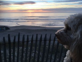Close-up of dog at beach against sky during sunset