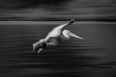 Close-up of bird flying against sky