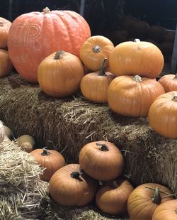 Orange pumpkins bring joy to all as we look forward to the autumn season and winter foods