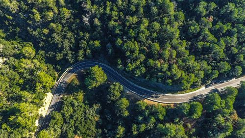 High angle view of road amidst trees in forest