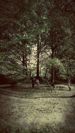 Surface level of trees in park