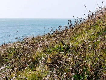 View of calm beach against blue sky