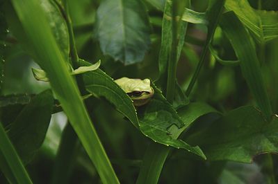Frog on plant