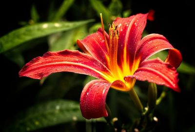 Close-up of day lily blooming outdoors