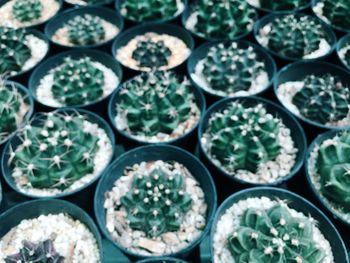 Full frame shot of potted plants