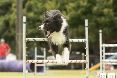 Close-up of a dog jumping against blurred trees