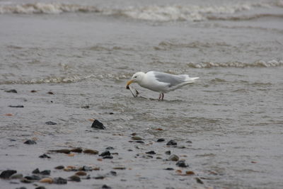 Seagulls on beach