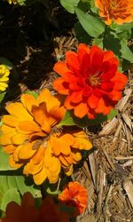 Close-up of yellow flower