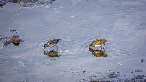 High angle view of ducks swimming in lake