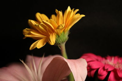 Close-up of yellow flower against black background