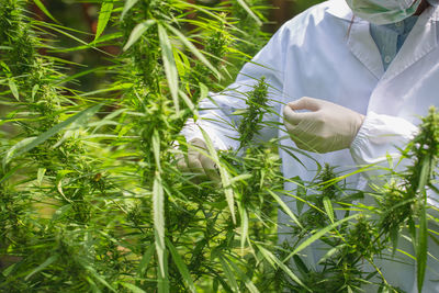 Portrait of scientist checking hemp plants and cannabis flowers in a greenhouse. 