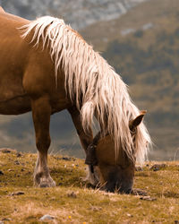 Horse grazing in a field
