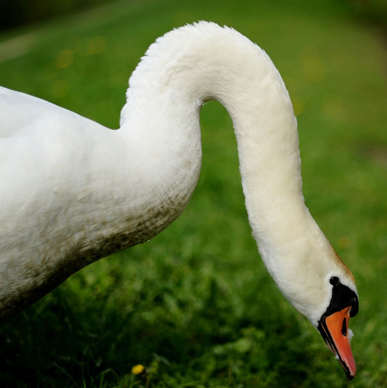 animal themes, bird, white color, animals in the wild, focus on foreground, beak, wildlife, swan, one animal, close-up, nature, outdoors, side view, white, day, grass, animal head, no people, beauty in nature