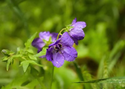 Close-up of purple flowers blooming