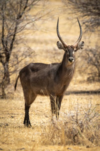 Male common waterbuck stands staring towards camera