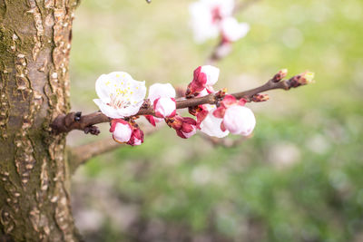 Close-up of pink flowers