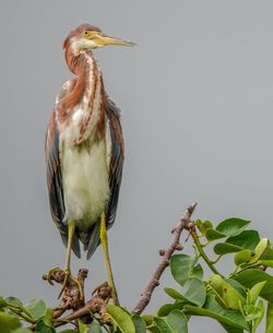 Close-up of bird perching on branch