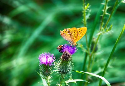 Close-up of butterfly pollinating on thistle