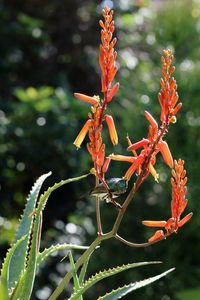 Close-up of red flowering plant