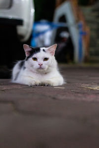 Close-up portrait of cat sitting outdoors