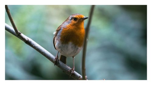 Close-up of bird perching on branch