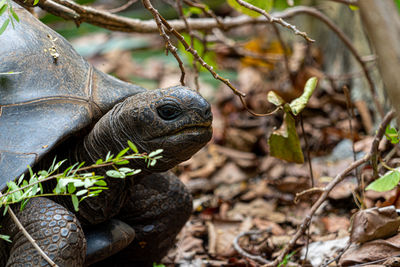 Mauritius giant land turtle in green forest setting, mauritian native wildlife