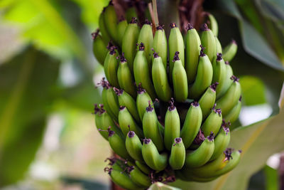 Close-up of bananas on tree