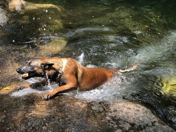 View of dog in water