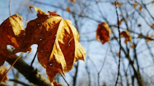 Low angle view of autumn leaf against sky