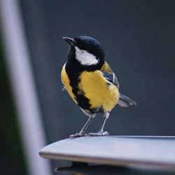 Close-up of bird perching