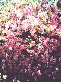 Low angle view of pink flowers blooming on tree