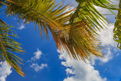 Low angle view of palm tree against sky