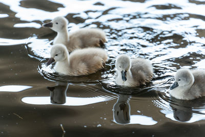 Swans in lake