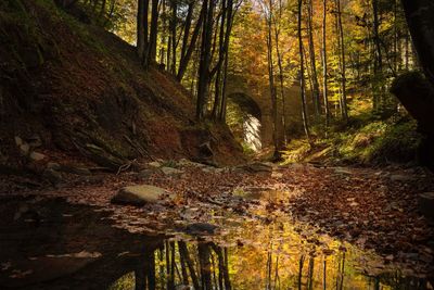 Plants and trees in forest