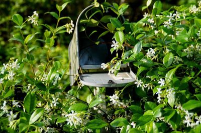 Close-up of mailbox amidst white flowers