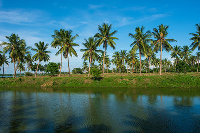 Scenic view of palm trees against sky