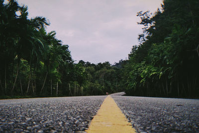 Surface level of road amidst trees against sky