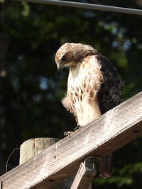 Close-up of bird perching on wooden post