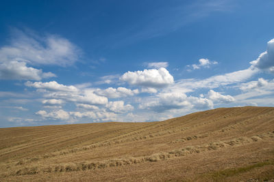 Wheat hill of the tuscany countryside