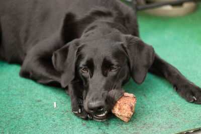 Close-up portrait of a dog