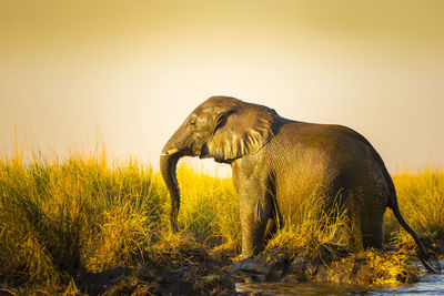 Side view of elephant on field against sky during sunset