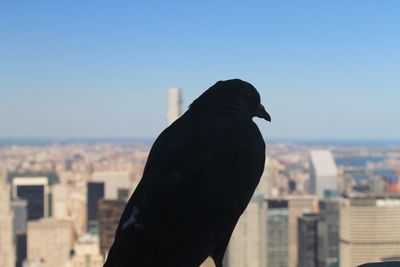 View of birds in city