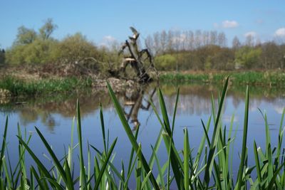 Plants by lake against sky